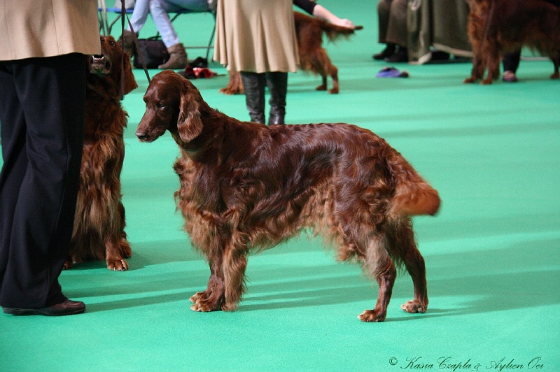 Crufts2011 027.jpg